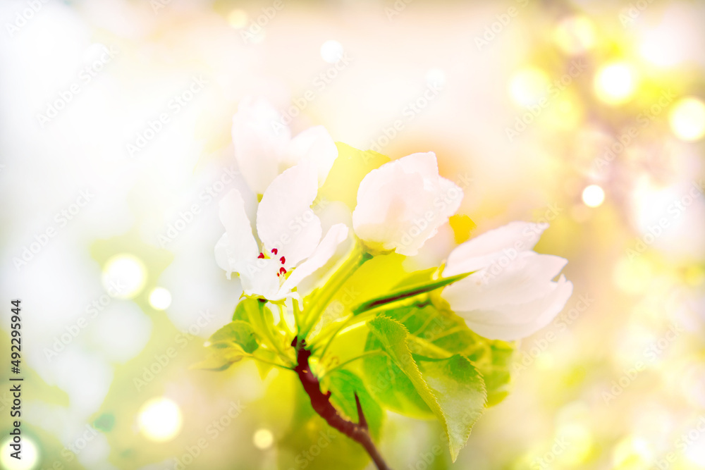 Blurred blossom blooming on trees in springtime. Apple tree flowers blooming. Blurred with sun rays, spring tree blossom flowers with green leaves.