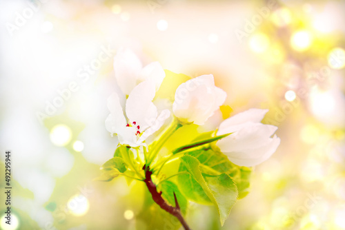 Blurred blossom blooming on trees in springtime. Apple tree flowers blooming. Blurred with sun rays, spring tree blossom flowers with green leaves. © ElenaEmiliya