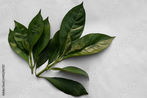 Vasaka, Malabar Nut tree leaves on white background. Medicinal plant's leaf. 