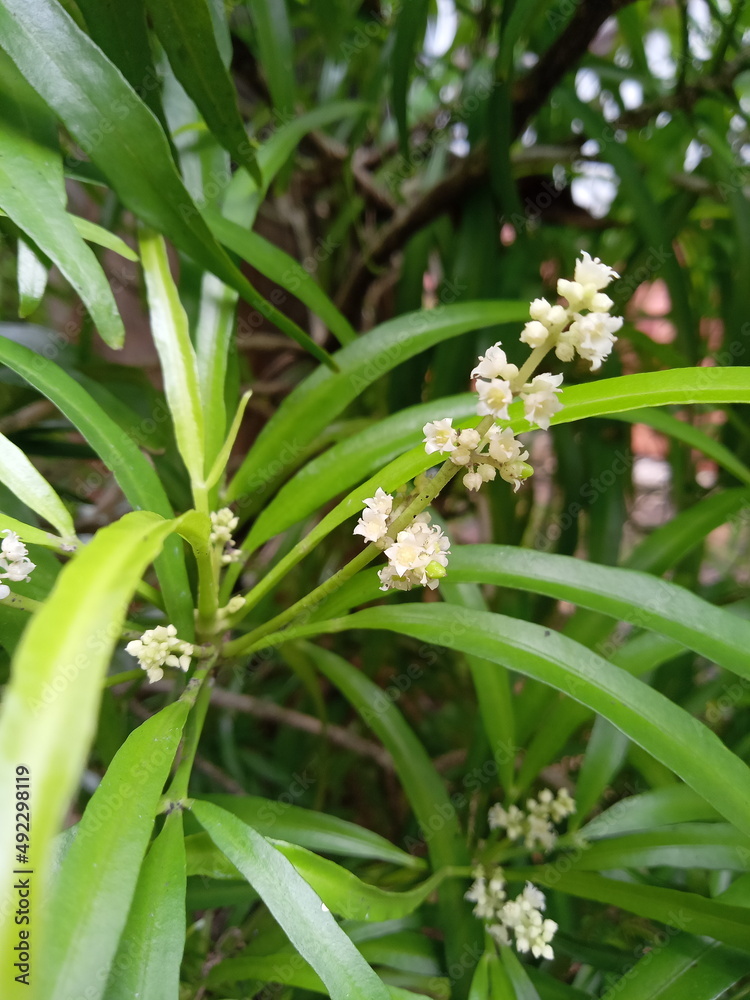 Fototapeta premium lily of the valley