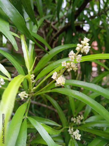 lily of the valley