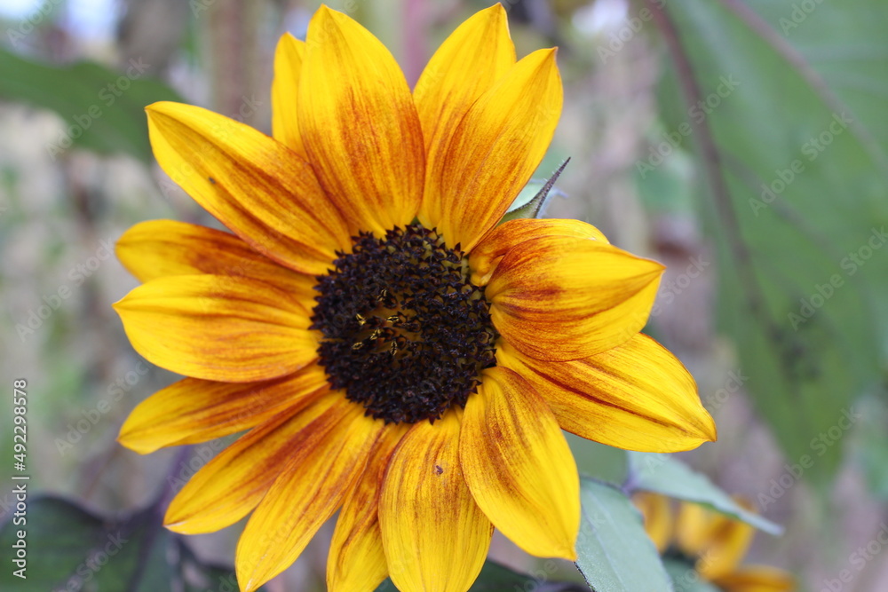Fototapeta premium sunflower