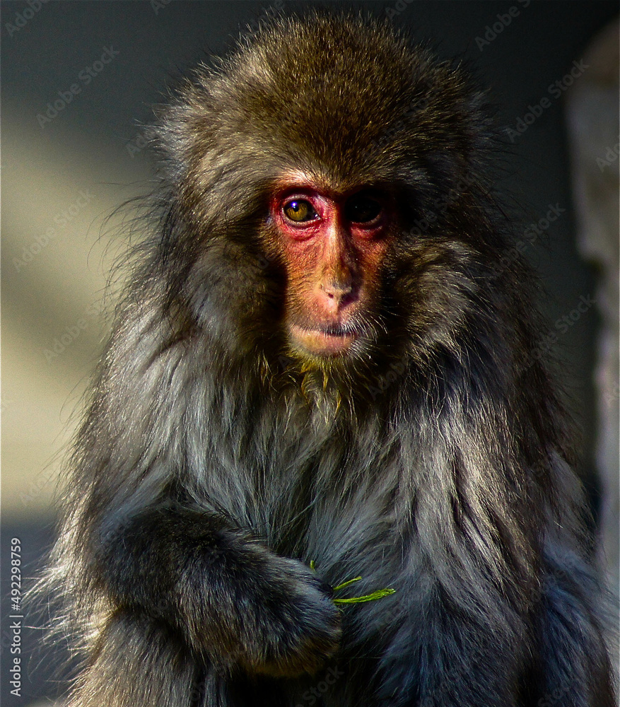 Obraz premium Monkey