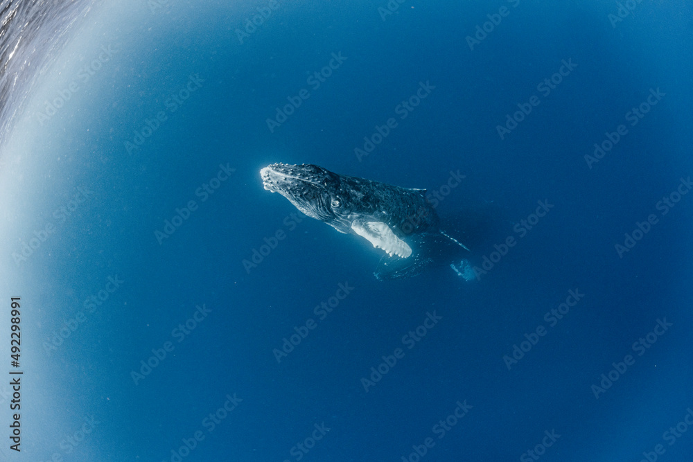 Fototapeta premium Humpback whale