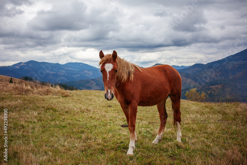 Beautiful horse in the mountains © Maygutyak