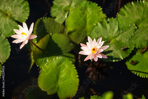 White lotus flower on the lake