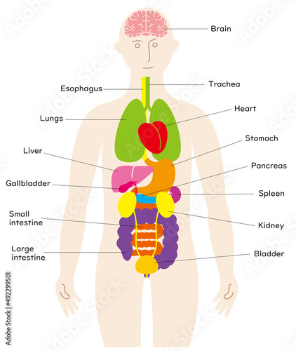 人の体と脳と臓器の楽しいイラスト、前面に泌尿器、英語の名前入り