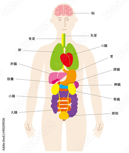 人の体と脳と臓器の楽しいイラスト、前面に泌尿器、日本語の名前入り