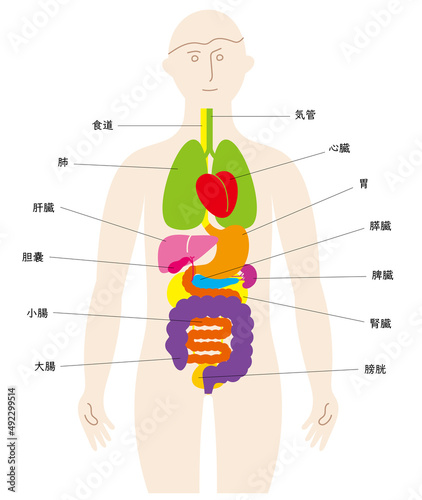 人の体と臓器の楽しいイラスト、日本語の名前入り