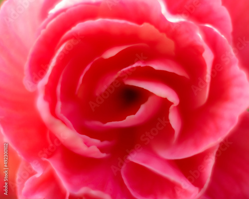 pink rose close up
