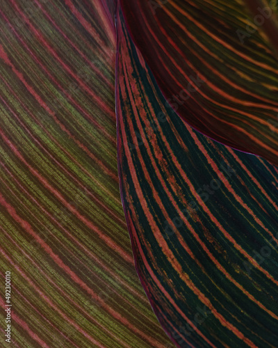 abstract background plant leaves