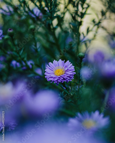 flowers in the garden