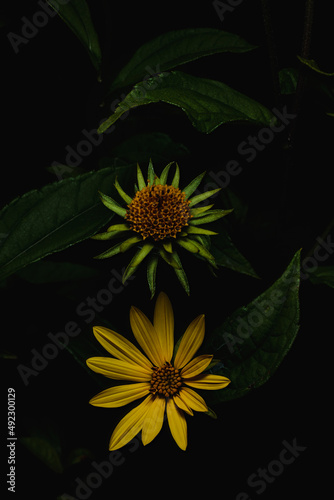 sunflower on black background