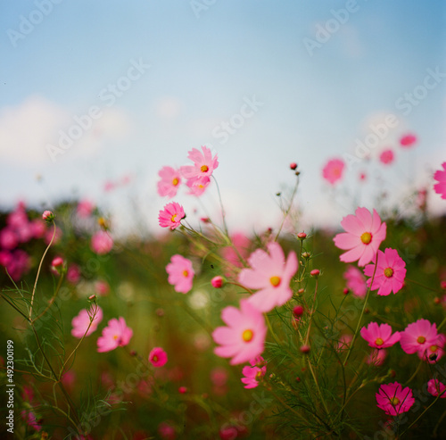 Pink cosmos blowing in the wind to announce autumn © 찬기 전