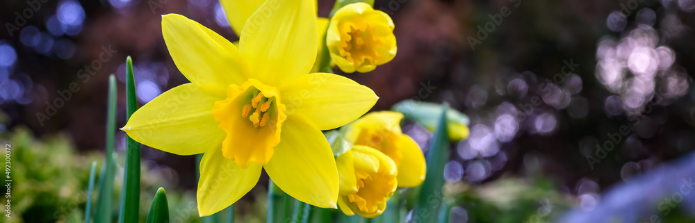 Happy yellow daffodils blooming in a garden are a cheerful sign of spring, as a nature background
