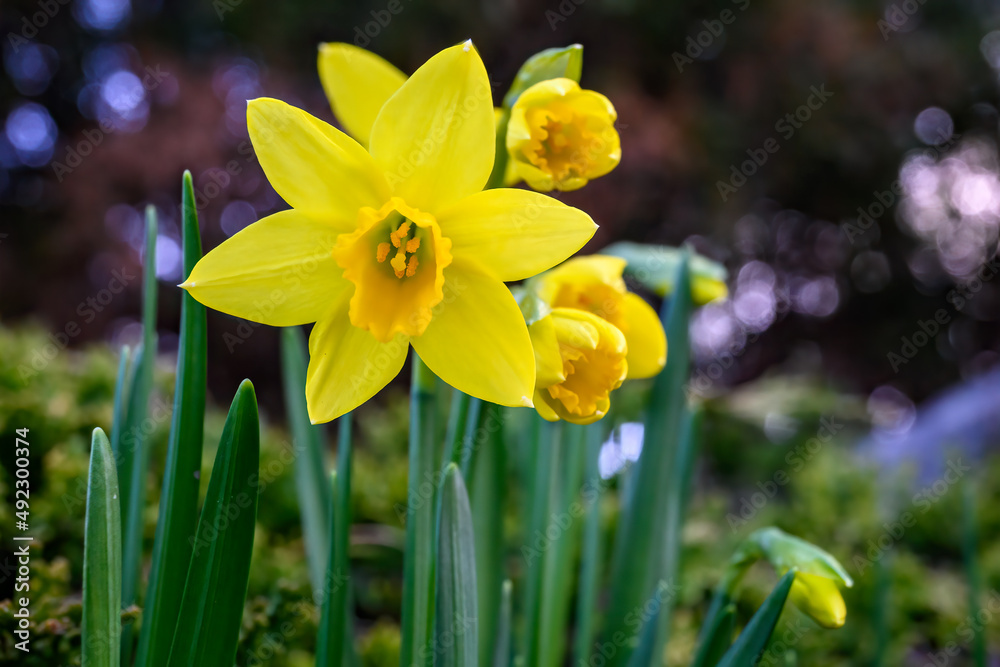 Fototapeta premium Happy yellow daffodils blooming in a garden are a cheerful sign of spring, as a nature background 