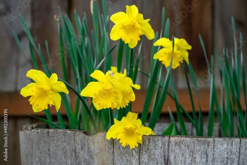 Cheerful yellow daffodils blooming in a rustic half wine barrel planter, signs of spring 