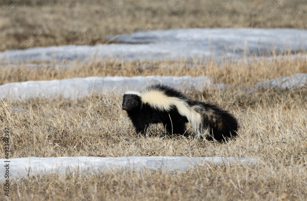Skunk