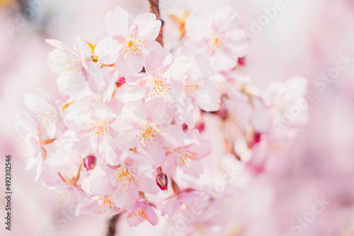 Beautiful pink cherry blossoms or sakura flowers in full bloom, Warm spring background, Nobody 