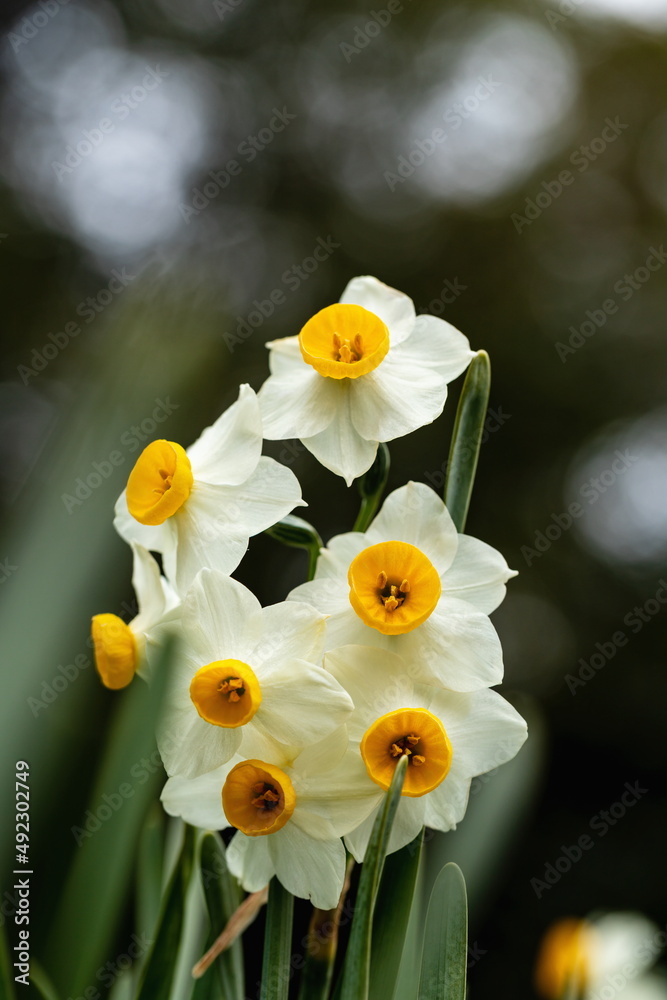 Narcissus flowers at Mt.shiude ( shonai peninsula ) , mitoyo city, Kagawa, Shikoku, Japan Narcissus flowers at Mt.shiude ( shonai peninsula ) , mitoyo city, Kagawa, Shikoku, Japan