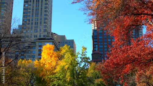 Colorful autumnal leaf color trees glow in Central Park along Central Park West residential buildings on November 24, 2021 at New York City NY USA.