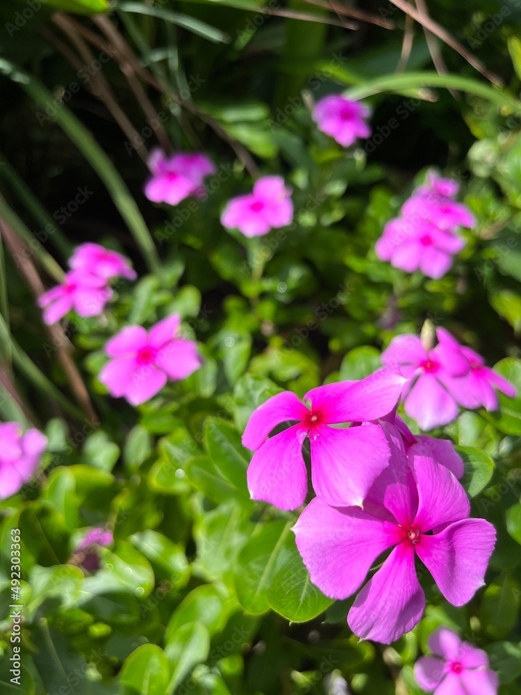 pink vinca periwinkle flowers