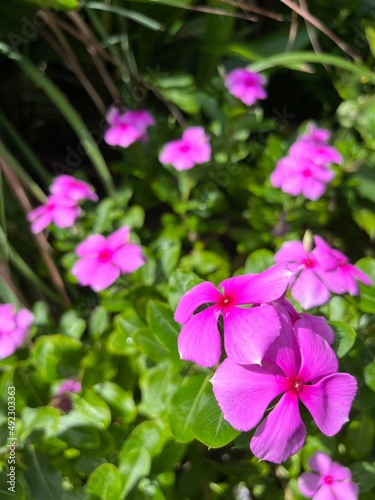 pink vinca periwinkle flowers