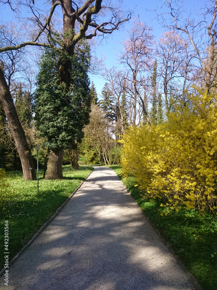 Fototapeta premium path in the park