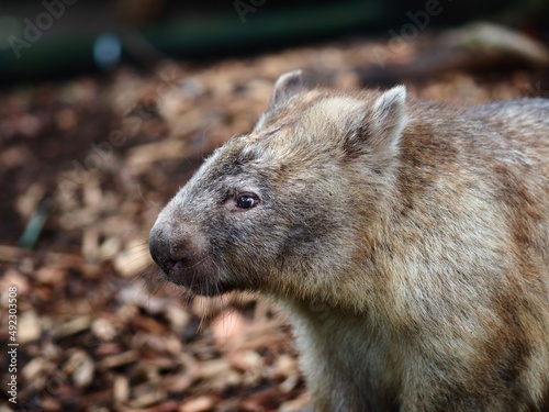 Active vigorous dynamic Common Wombat in a closeup portrait. photo
