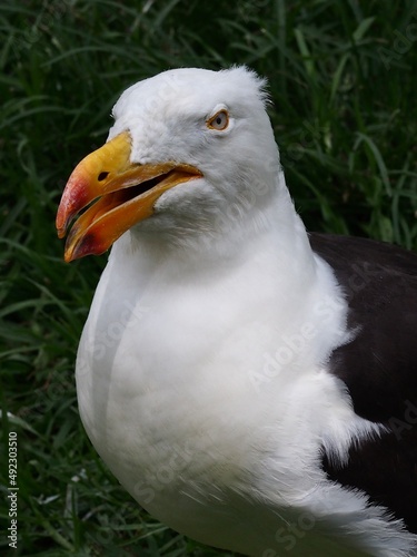 Magnificent splendid Pacific Gull with a powerful bill and pristine plumage.