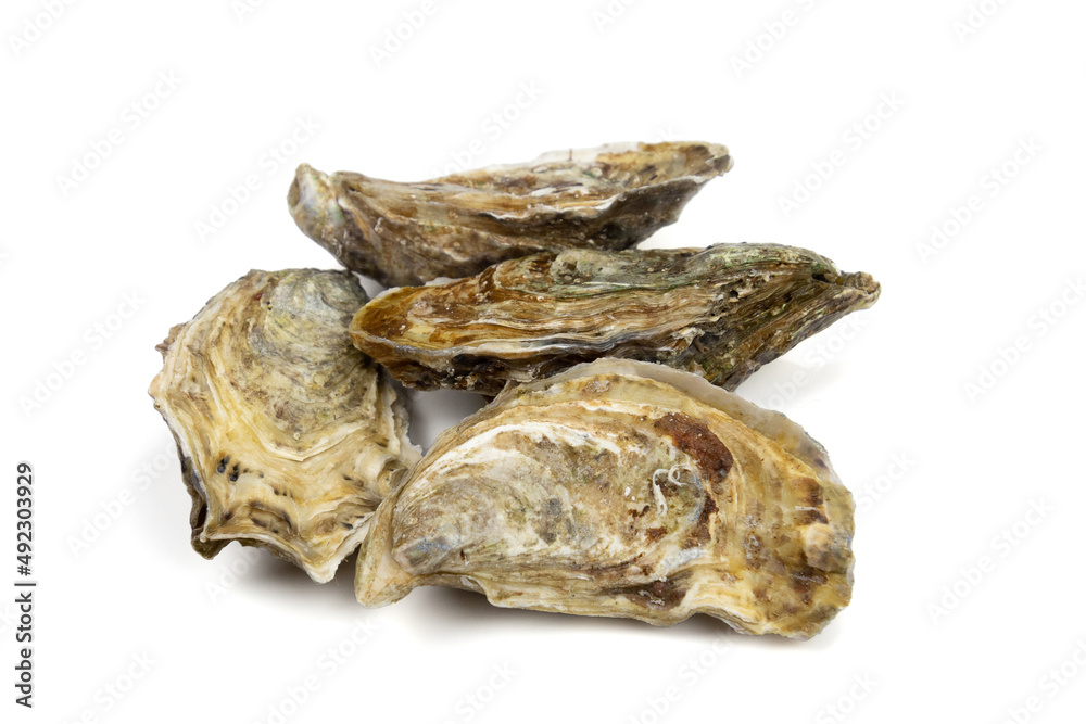 several closed oysters isolated on a white background several closed oysters isolated on a white background