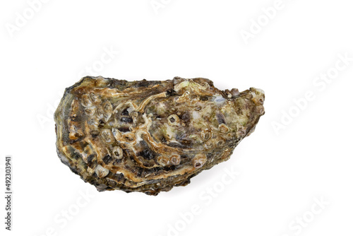 a closed oyster isolated on a white background