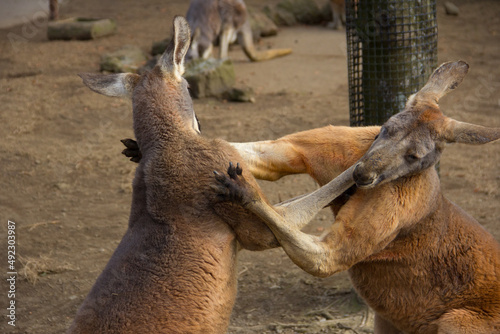 殴り合いの喧嘩をするカンガルー