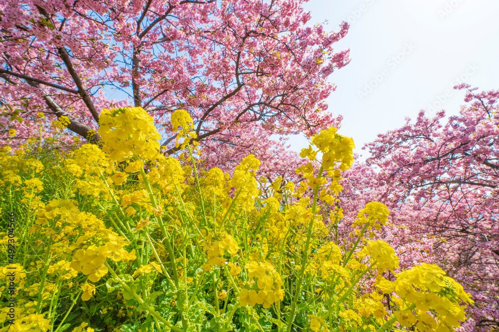 河津桜咲くまつだ桜まつり 河津桜咲くまつだ桜まつり