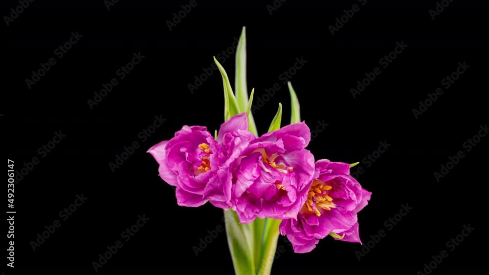 Beautiful Pink Tulip Flower background. Blooming roses flower open. Timelapse. Close-up of a bouquet of beautiful pink tulips.. Wedding backdrop, Valentine's Day concept. Springtime. Holiday Beautiful Pink Tulip Flower background. Blooming roses flower open. Timelapse. Close-up of a bouquet of beautiful pink tulips.. Wedding backdrop, Valentine's Day concept. Springtime. Holiday