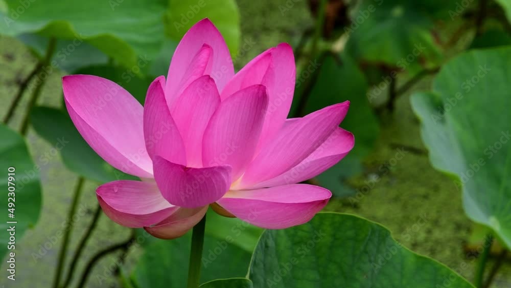 古代蓮の花びら 古代蓮の花びら