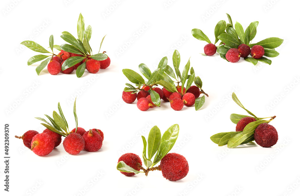 arbutus on white background arbutus on white background