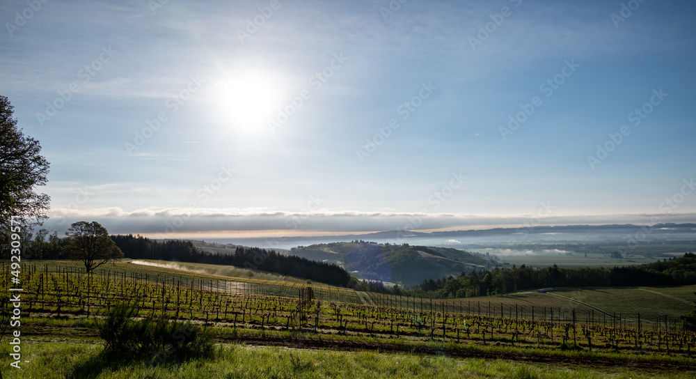 A morning view over a hillside covered with grapevines in winter, a line of dark evergreens and a low cloud bank on the horizon, a tractor billowing spray on a far hill. 