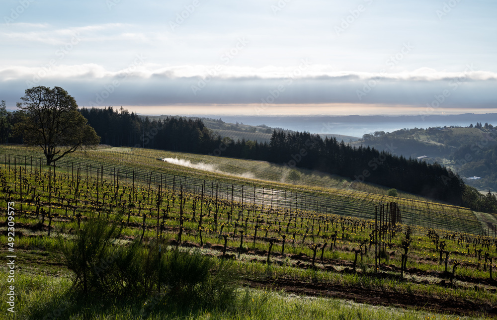 A morning view over a hillside covered with grapevines in winter, a line of dark evergreens and a low cloud bank on the horizon, a tractor billowing spray on a far hill. 