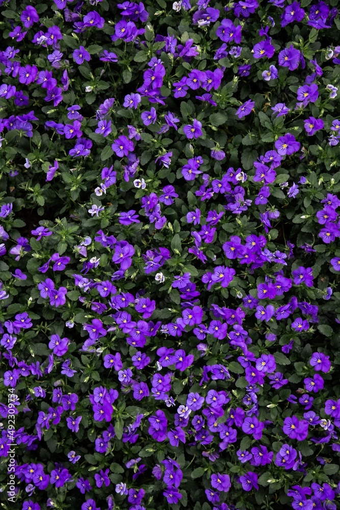 purple flowers in the garden purple flowers in the garden