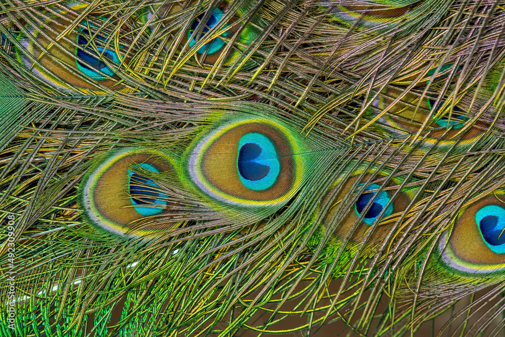 Fototapeta premium Green Peafowl feathers in closeup