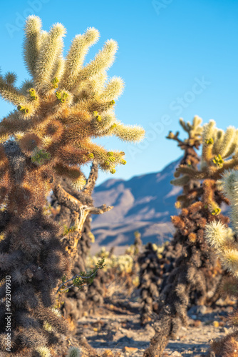 Incredible cactus seen in the Californian desert during fall season with stunning landscape background scenic view. 
