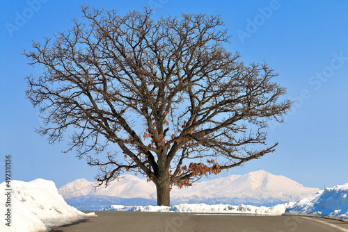 セブンスターの木と大雪山 photo