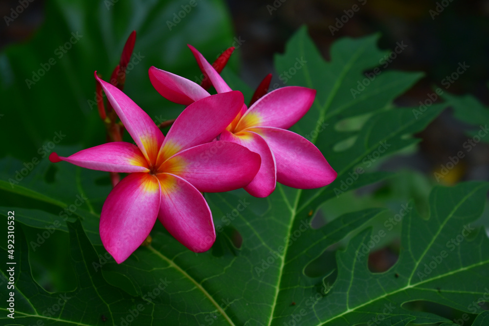 Colorful pink plumerlia flower is very beautiful and relax when looking.