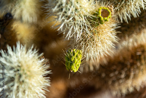 Cholla cactus close up view
