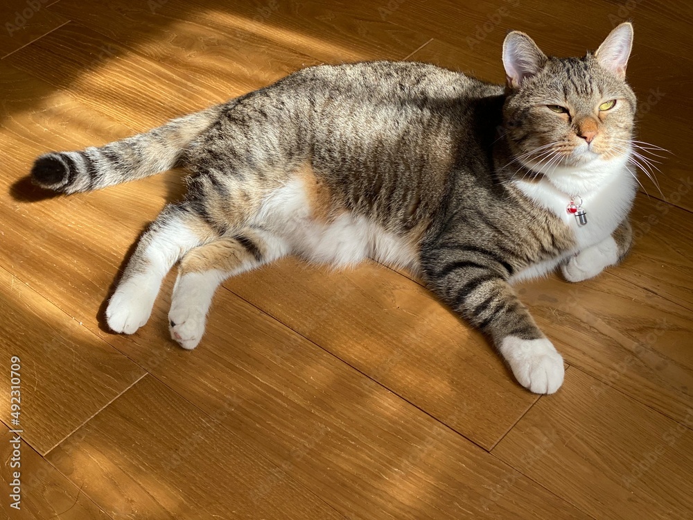 cat sunbathing, Mr. Marshmallow March 13th, 2022