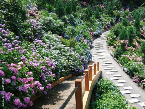 京都　善峯寺の紫陽花