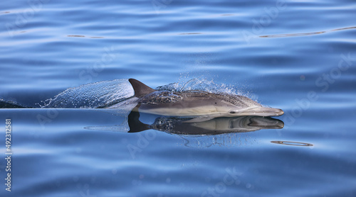 dolphin in water, dolphin swimming in the water, Common dolphin © FPLV
