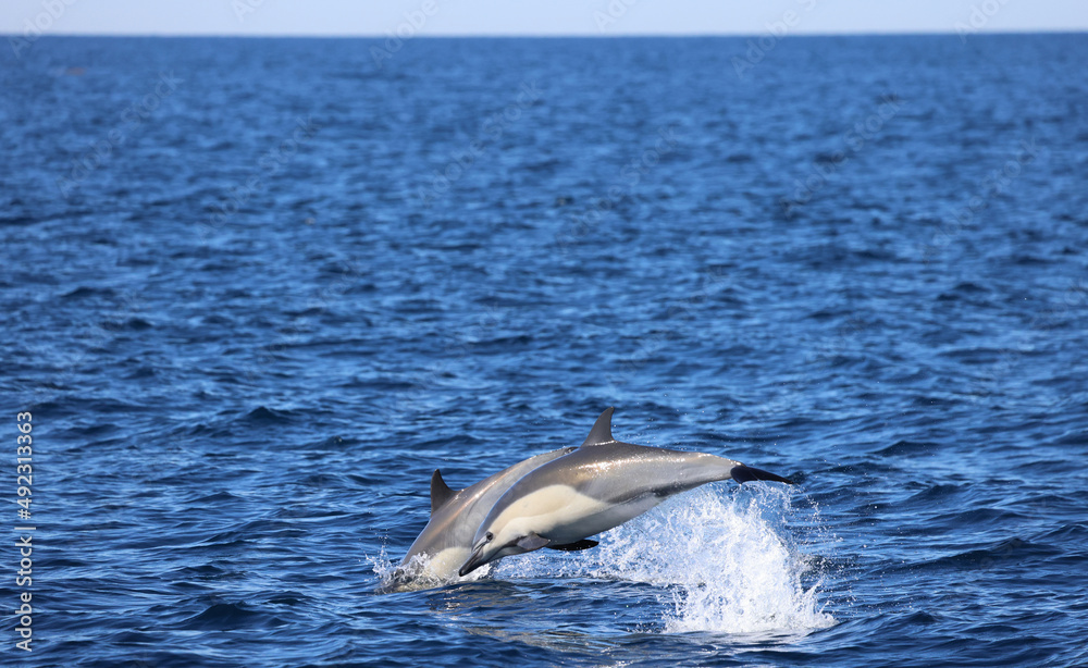 two dolphins jumping, common dolphins 