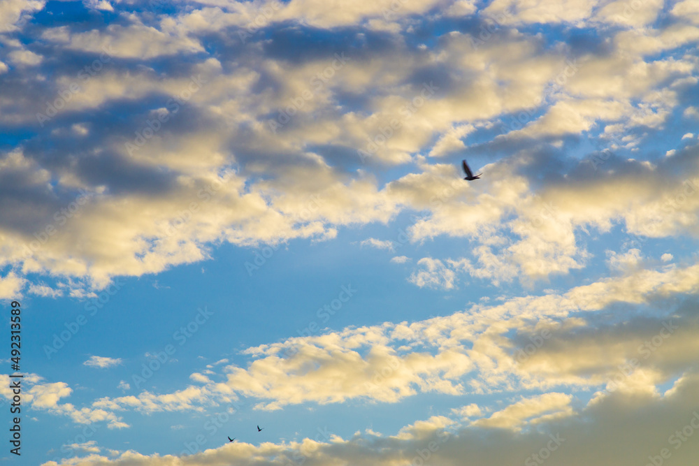 Blue sky with fluffy cloud evening sky Blue sky with fluffy cloud evening sky